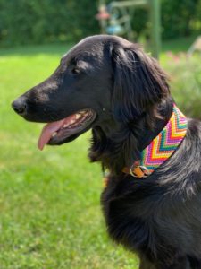 UniqueMax Hundezubehör Paracord